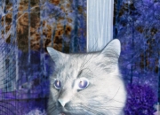 开云体育官方网站-劳塔罗一肩扛起潘帕斯雄鹰—喀麦隆对阵洪都拉斯背后的领袖故事