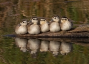 开云在线直播-步行者血拼公牛，范弗利特末节封神，关键先生如何改写比赛剧本
