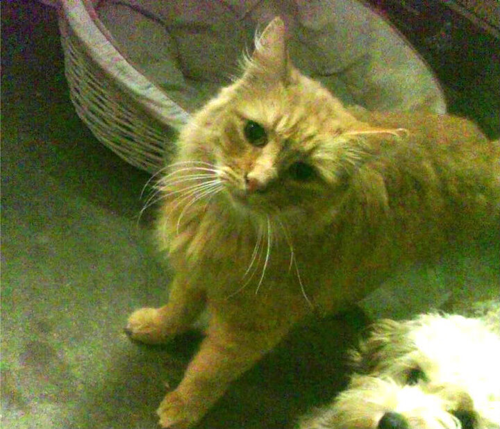 从南美到欧洲的双重奏,巴拉圭的逆转基因与维尼修斯的欧冠接管时刻