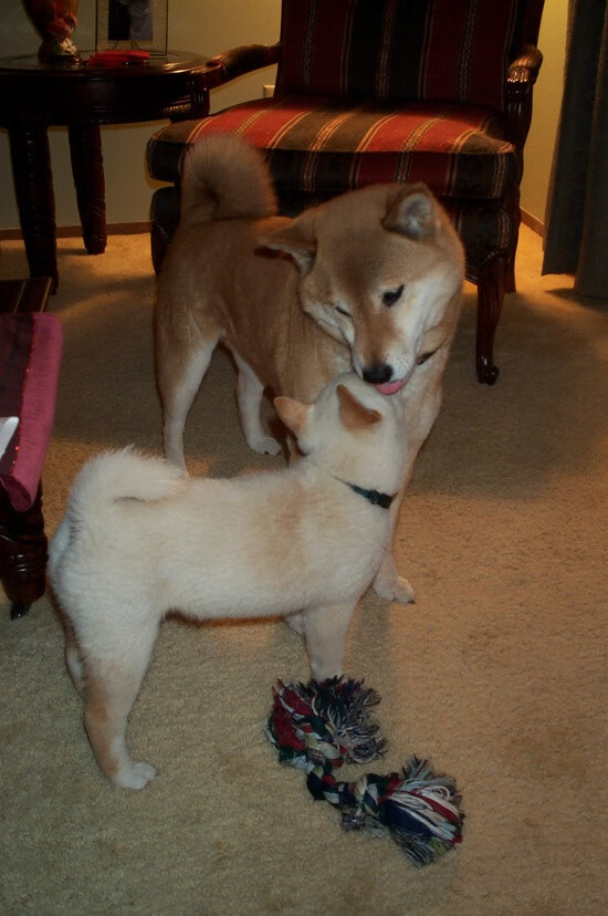 开拓者末节带走凯尔特人，杰伦·格林成为关键先生