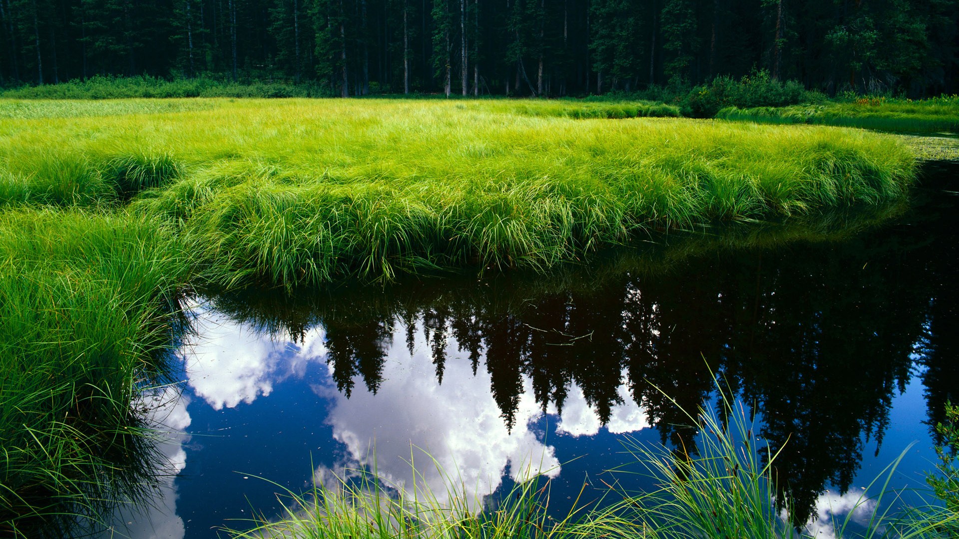 拉文末节狂飙导演森林时间,风城一夜尽归明尼苏达